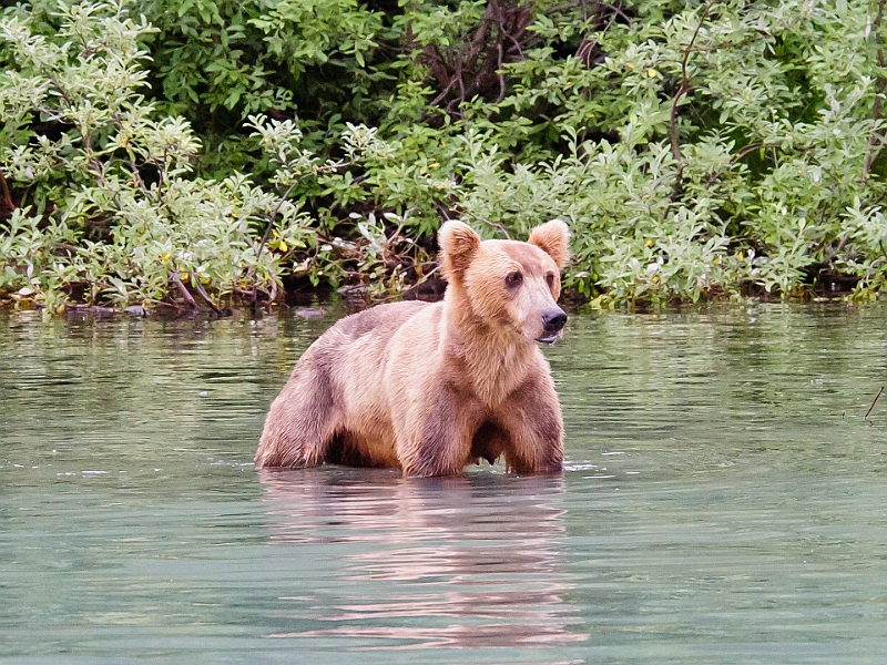 Alaska Wildlife-21.JPG